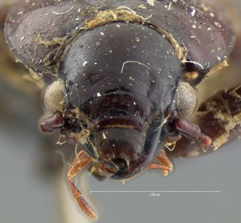 Media type: image;   Entomology 5672 Aspect: head frontal view